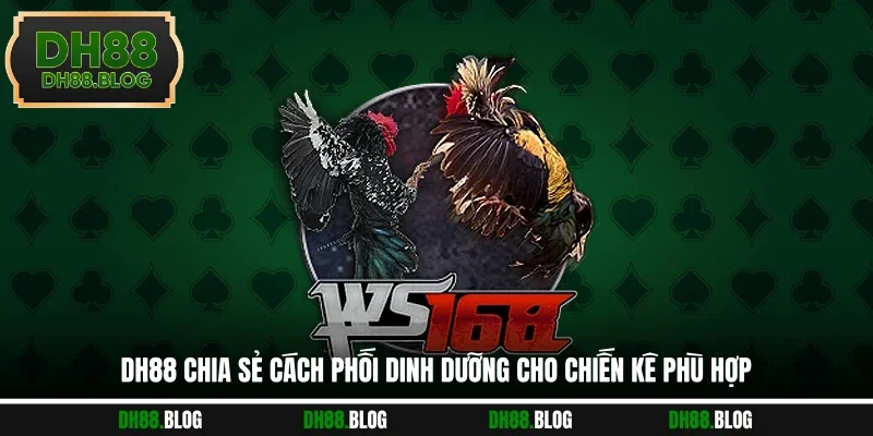 DH88 chia sẻ cách phối dinh dưỡng cho chiến kê phù hợp