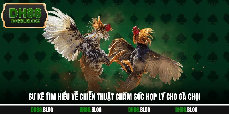 Sư kê tìm hiểu về chiến thuật chăm sóc hợp lý cho gà chọi